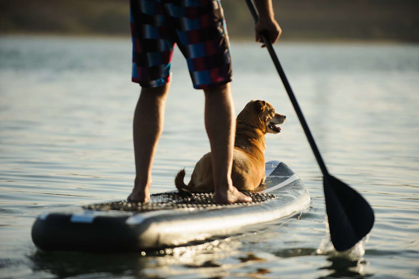 Man and dog on a stand up paddleboard